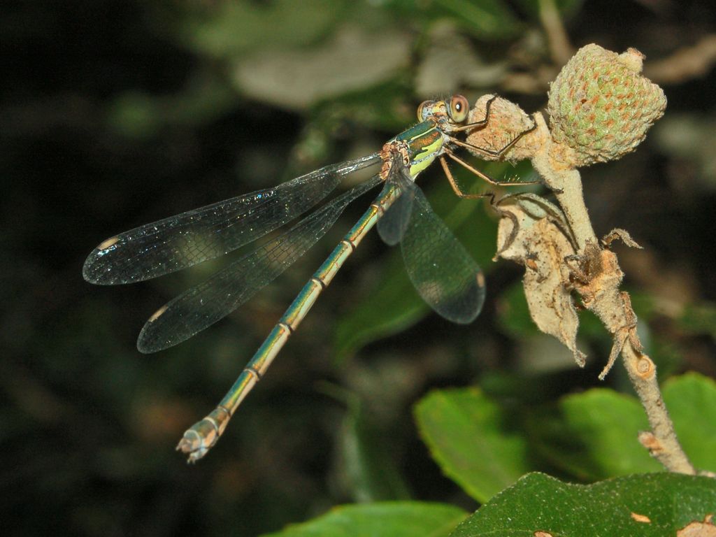 Una piccola libellula da identificare - Chalcolestes viridis